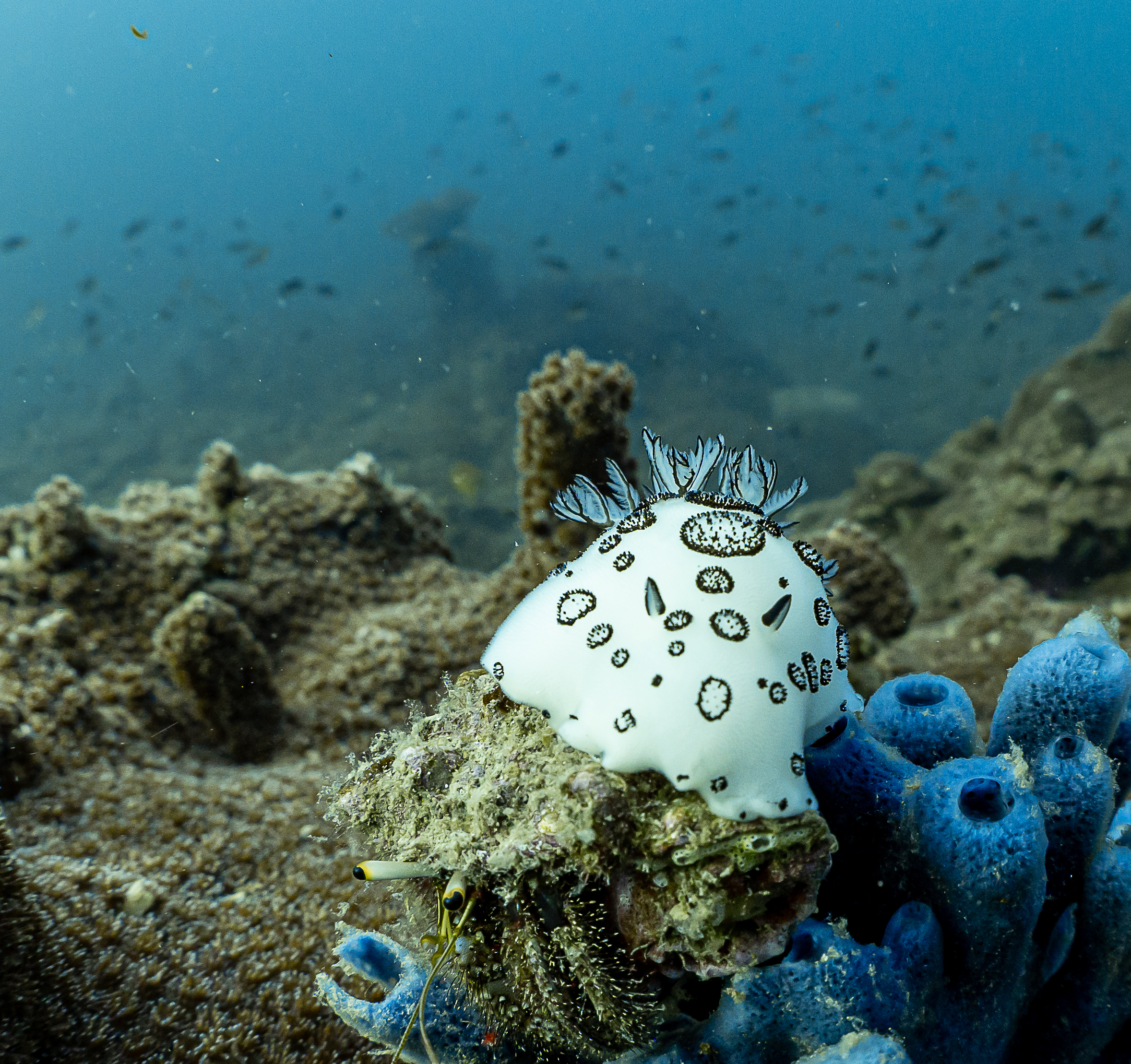 faune marine Koh Tao – The Divers Boat
