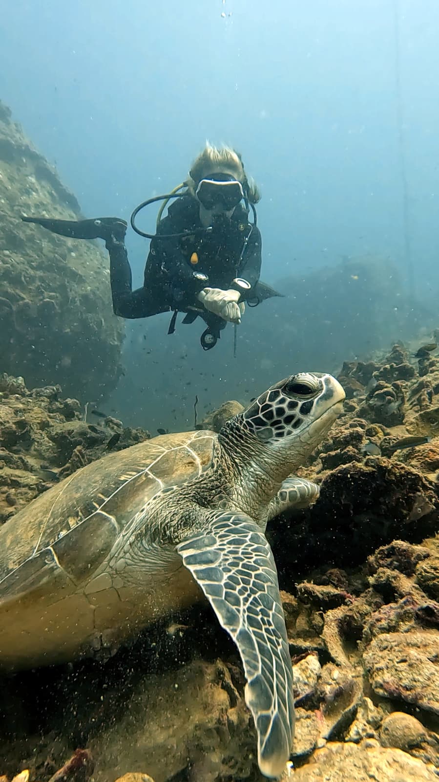 tortue verte plongée Koh Tao – The Divers Boat