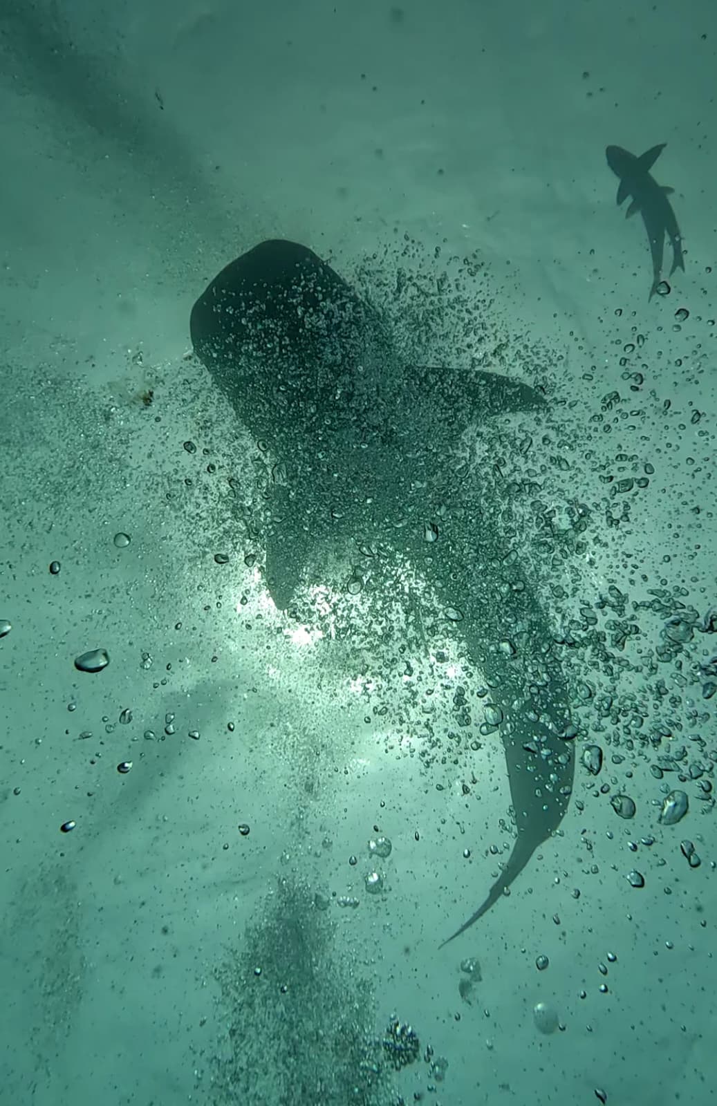 requin baleine Koh Tao – plongée The Divers Boat