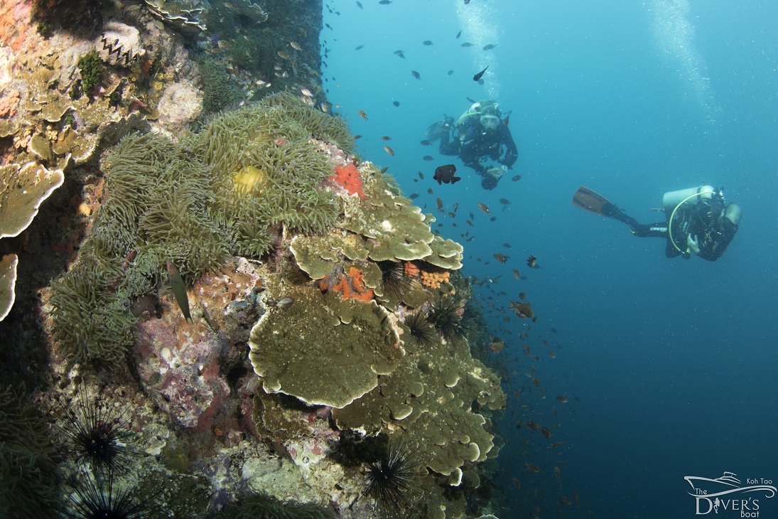 diving Koh Tao — Sail Rock dive site — The Divers Boat
